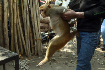 인도서 '조폭 원숭이' 기승…아기 납치해 옥상서 던져