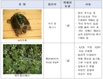 늑대거북·돼지풀아재비 2종, 생태계교란 생물 지정