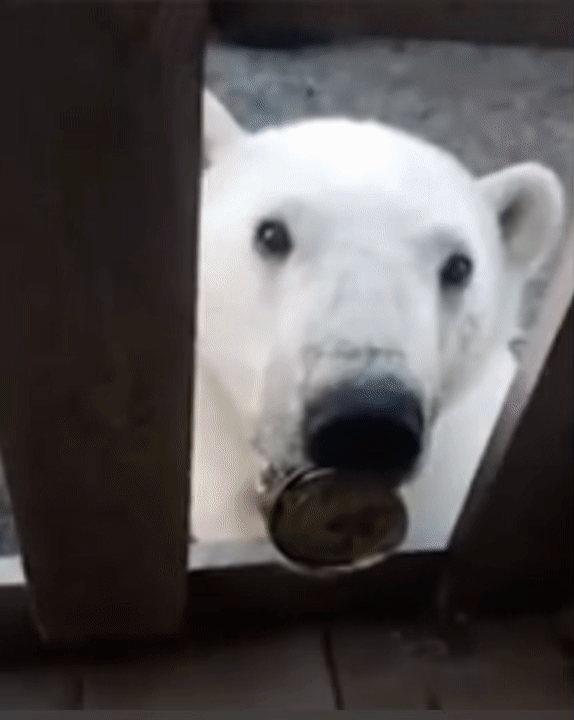 (영상)"저 좀 살려주세요"…사람 찾아온 북극곰, 무슨 일?