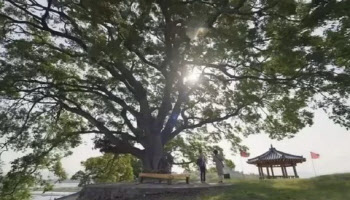 '우영우'가 살려낸 '소덕동 팽나무'…진짜 천연기념물 되나