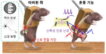 신경 마비된 쥐 다리 움직였다…이태우 서울대 교수팀, 인공신경 개발