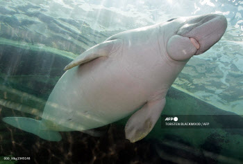 신비의 해양동물 '듀공', 중국서 사실상 멸종했다