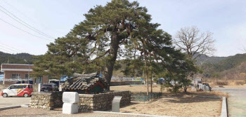 천연기념물 '울진 처진소나무' 종자, 시드볼트에 영구 보관