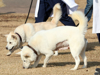 文 떠난 풍산개… 광주 동물원서 새끼 ‘별’과 만날까?