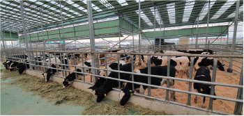 한국 젖소 101마리 네팔 간다…네팔 낙농업 발전 지원