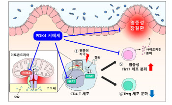 미토콘드리아 기능 조절을 통한 염증성 장 질환 새로운 치료법 제시