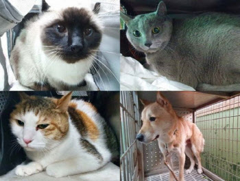 이기영 집서 구출된 반려동물 4마리…안락사 위기