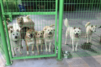 경기도, 유기동물 임시보호제 운영…참여가정 모집