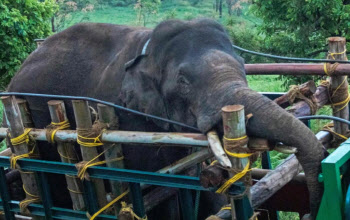 사람 6명 죽인 인도 코끼리, 150명 동원해 포획