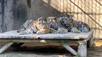 '멸종위기 1급' 서울대공원 시베리아 호랑이 전염병 폐사