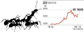 영업마진 40% '리튬 광산' 790억에 인수하는 금양…또 불개미 몰렸다