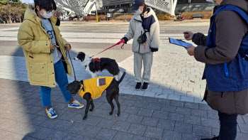 "맹견 키우시나요, 신고하셨나요?"…서울시, 반려동물 집중 지도