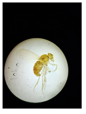 '여름 불청객' 초파리도 실연하면 ○○한다...인간과 얼마나 닮았나?