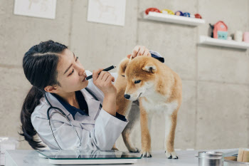 진료비 저렴한 동물병원 어디?…정부, 1300곳 내달 공개