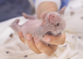 "저 이만큼 자랐어요"…생후 12일차 푸바오 쌍둥이 동생