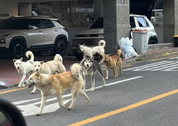 "목숨 걸고 뛰었다" 검단신도시 점령한 들개 무리들