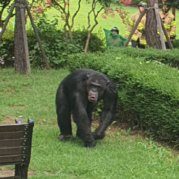 동물원 탈출한 침팬치들, ‘루디’는 마취총 맞고 하늘나라로