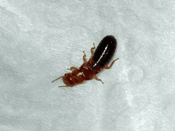 ‘강남 흰개미’보다 더 위험하다…창원 ‘신종 흰개미’ 발견에 당국 긴장
