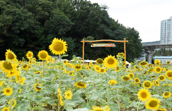 '쓰레기산' 신곡체육공원이 '해바라기 꽃밭'으로 재탄생