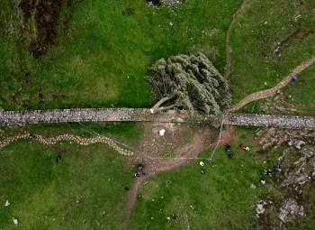 300년 ‘로빈후드 나무’ 몰래 자른 16세 소년...영국 ‘발칵’