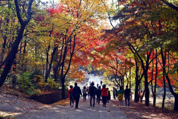 '비밀의 숲'이 열린다..안양 서울대 관악수목원에서 즐기는 단풍