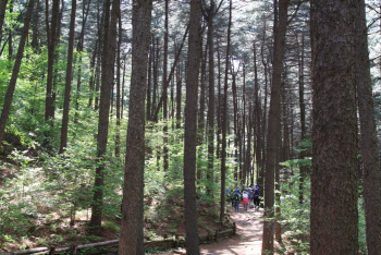 가평 잣향기 푸른숲, 산림청 '대한민국 100대 명품 숲' 이름 올려