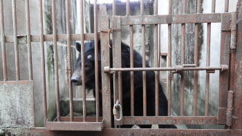 웅담 채취용 곰 새 보금자리로…마지막 화천 사육곰 농장 폐쇄