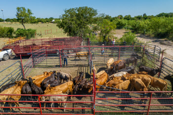 美 남·서부 덮친 가뭄에 미국산 쇠고기 가격 사상 최고가