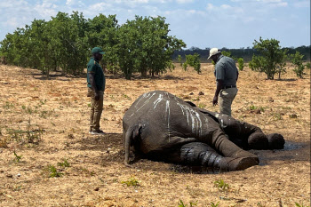 목 말라 죽은 짐바브웨 코끼리 100마리…"기후변화 탓"