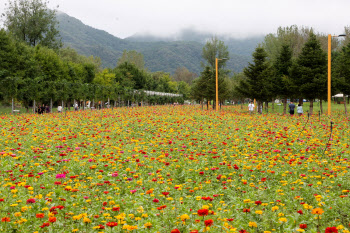 봄·가을 자라섬 꽃축제에 가평군 직·간접 경제효과 242억원