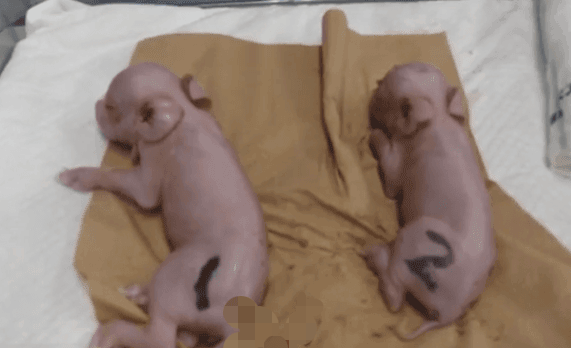 일본서 ‘인체 장기이식용’ 돼지 첫 탄생…“올여름 원숭이에 시험”(영상)