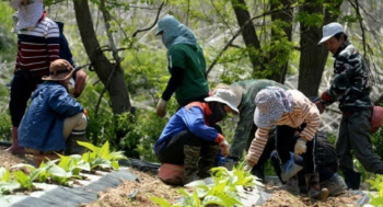 고용보험 증가 37%는 외국인…내국인 제조업 가입자는 감소세