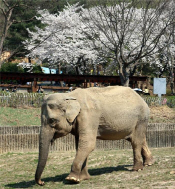 국내 최장수 코끼리 '사쿠라'…59세 노령으로 세상 떠났다