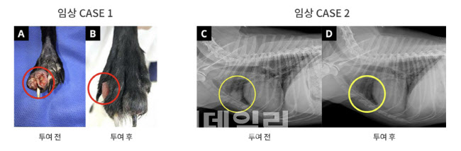 ‘반려견 항암제’ 출시임박 박셀바이오, 매출전선 청신호
