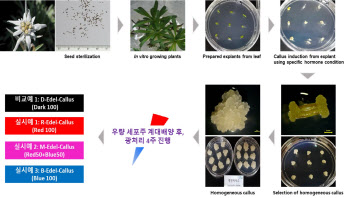 지에프씨생명과학, LED 처리 통한 캘러스 배양방법 특허 취득