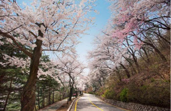 ‘벚꽃놀이 성지’ 워커힐, 올해 더 다양한 ‘스프링페스티벌’