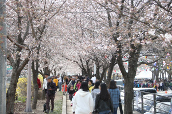 빨라진 봄, '안양충훈벚꽃축제' 3월 30~31일 개최