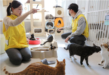 HDC현산, 릴레이 봉사활동 첫발…동물보호소 유기묘 돌봄