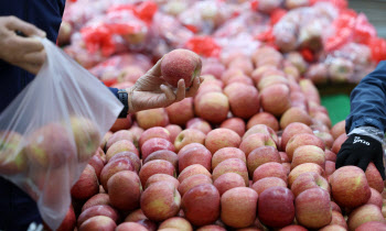 사과 소매가격, 일주일새 11% 내렸지만…도매가 '고공행진'