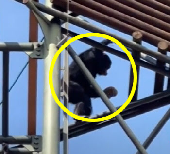 서울대공원서 침팬지가 돌 들고 고릴라 공격