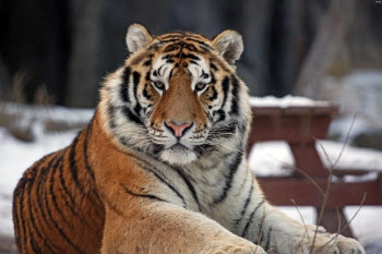 ‘멸종위기’ 시베리아 호랑이 또 폐사…서울대공원서 무슨 일이