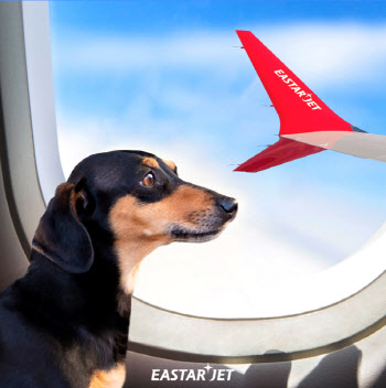 "멍냥이와 휴가 간다" 이스타항공, 7월부터 국제선도 반려동물 동반 탑승