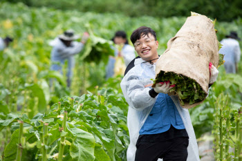 "18년째 상생 실천" KT&G, 잎담배 수확 봉사활동 진행