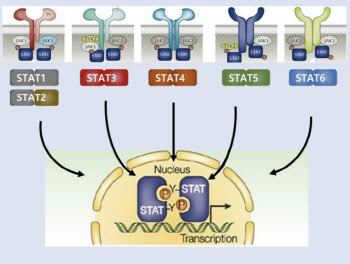 JW중외제약은 어떻게 STAT 신약 개발 난제를 극복했나