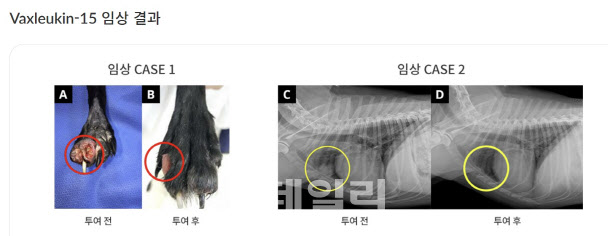 박셀바이오, ‘박스루킨-15’ 대량생산 및 용량·용법 특허 출원