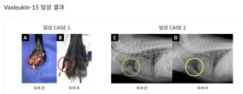 박셀바이오, ‘박스루킨-15’ 대량생산 및 용량·용법 특허 출원