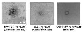 지에프씨생명과학, 동백나무·창포 유래 엑소좀 특허