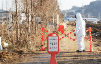 충북 음성 산란계 농장서 고병원성 AI... 닭 4만 4천마리 살처분