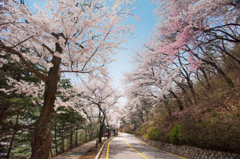 "벚꽃길 따라 호캉스"…서울부터 제주까지 '호텔 봄꽃 명당' 총정리