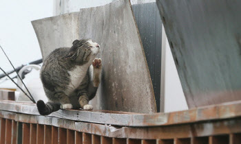 "부동산 투자 실패해서"...고양이 21마리 죽인 20대, 결국
